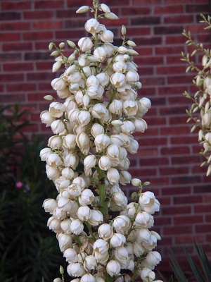 [The stalk part of the plant is covered in open white flowers with only a few buds at the top still closed.]